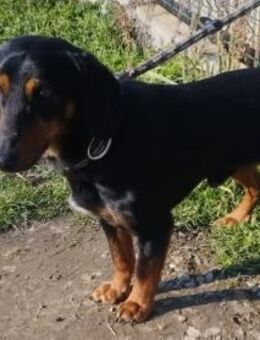 Freundlicher Csöpi sucht euch - Olsberg