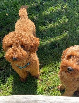 Deckrüde zwergpudel rot - Panketal