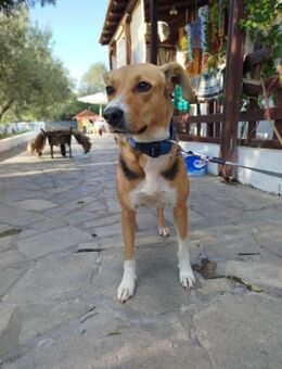 Lucy - freundlich und kuschelbedürftig - Heppenheim (Bergstraße)