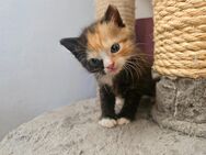 Zauberhaftes Maine Coon mix Kitten (weilblich) - Lüdersdorf