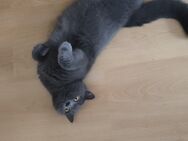 Katze bkh - Saarbrücken Zentrum