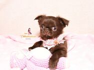 Chihuahua Welpen mit Ahnentafel - Detmold