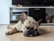 Baffie,freundliche FranzösischeBulldogge - Remagen