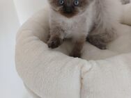 3 Heilige Birma Kitten Katzenbabys Katzen Katze - Staufenberg (Hessen)