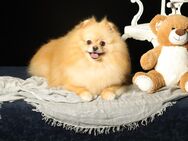 Rüde, Pomeranian mit Stammbaum - Bad Iburg