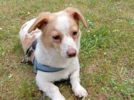 HENRY ❤️ 🐾 auf PS in 12349 Alt-Buckow - Eichendorf