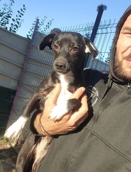 Lilly,ein Zwerglein träumt von einer Fam - Köln