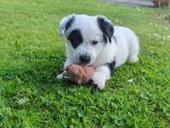 Panda auf der Suche nach seinem Zuhause - Schwalmtal (Nordrhein-Westfalen)
