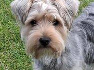 Yorkshire Terrier Rüde Benji sucht Hündin zum Decken - Frankenthal (Pfalz)