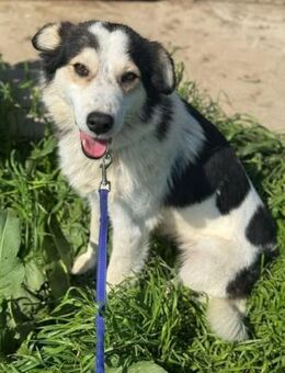 Die lachende Cora sucht ihr Glück ! - Kempen