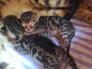 Bengalkitten - Neuhausen (Spree)
