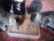 Baby Kitten - Krefeld