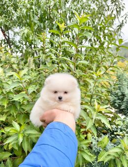 Ich verkaufe einen Pomerania - Leipzig