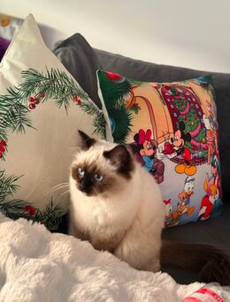 Heiliges Birma Kitten - Dortmund Hombruch