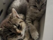 5 bkh mix kitten - Wassenberg