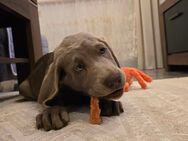 Labmaraner Welpen ( Labrador - Weimaraner) - Willebadessen