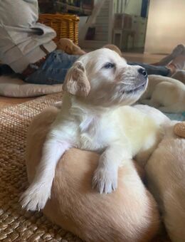 Golden Retriever Welpen - Garrel