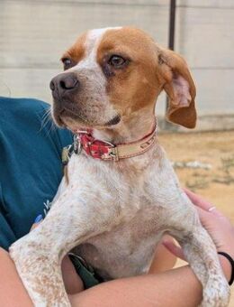 Iris; verstoßene Bretonen-Pointer Mix - Geilenkirchen