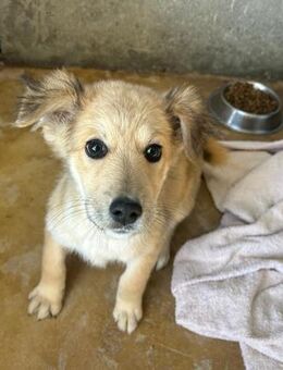 KNOPF - welpentypisch verspielter Bub! - Korschenbroich