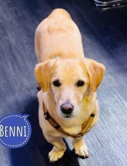 Benni ein absoluter Traumhund - Flörsheim-Dalsheim