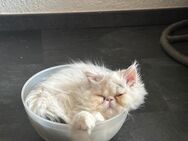 Perser Katzen - Berlin Spandau