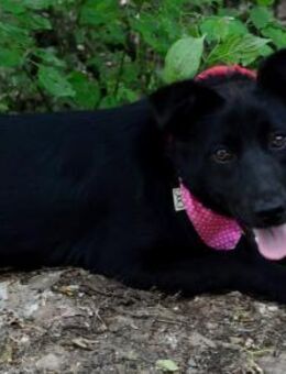 Naomi auf Pflegestelle ab August! - Rosengarten (Niedersachsen)