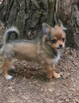 Wunderschöner Pomchi Welpe, Rüde, Pomeranian (Zwergspitz) x Chihuahua, sucht ein Zuhause - Lindwedel