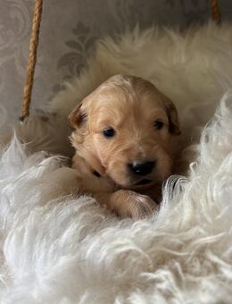 Golden Retriever Welpen - Schafstedt