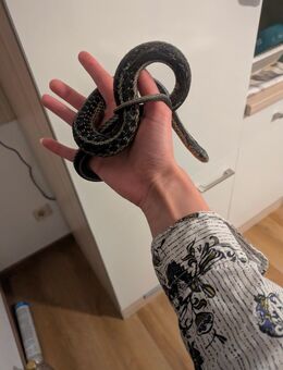 Strumpfbandnatter inkl. Terrarium - Tübingen