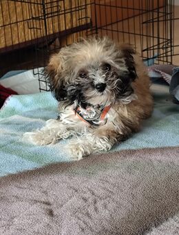 Bolonka Zwetna Rüde Welpe - Bad Lausick