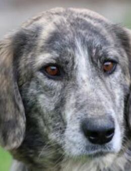 Majka - kinderliebe Familienhündin - Lohra