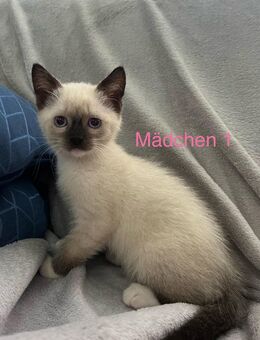 Katzenbabys suchen ein liebevolles Zuhause - Leopoldshöhe