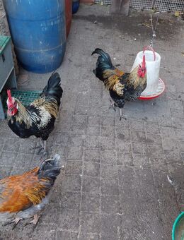 Hahn / Hähne - Lachendorf