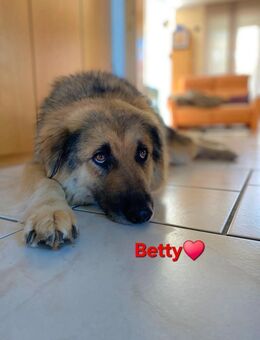 Betty, sehr liebe, soziale Hündin - Seefeld (Bayern)