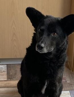 JD sucht seine Familie - Teisnach