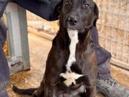 Lara sucht ein liebevolles Zuhause - Berlin
