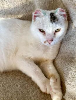 🌸 Sanfte Gwen sucht Dich 🌸 - Eislingen (Fils)