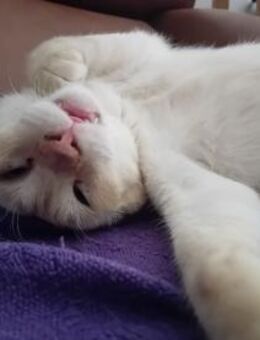 Siam Mix Elahi (ALO) - Geisenheim