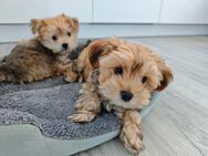 Malteser- Yorkshire Terrier-Rüden(abgabebereit) - Stephanskirchen
