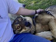 Seelenhund Flori sucht Herzensmensch - Duisburg