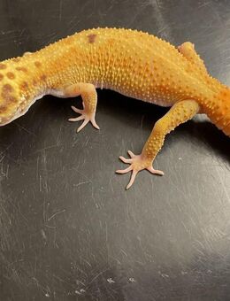 Leopardgecko Dame Nelly sucht neuen Wirkungskreis - Waldshut-Tiengen Zentrum
