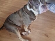 Forever Home, Old English Bulldog sucht Zuhause - Hamburg Bergedorf