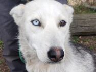 Hundedame FREYA wurde ausgesetzt - Gefrees