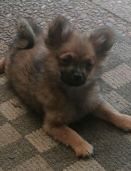 Entzückende Pomchi Welpen - Burkardroth