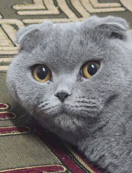 Süße Katze zur zu verkaufen - München Thalkirchen-Obersendling