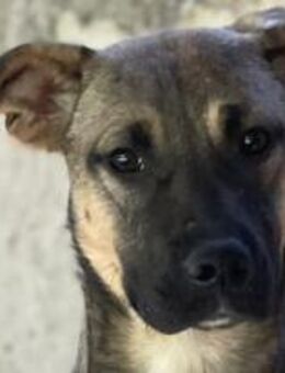 Julia wurde im Stich gelassen 🐾 - Elsdorf (Nordrhein-Westfalen)