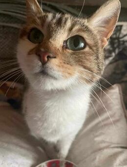 kuschelbedürftiger kleine Alizee - Rambin