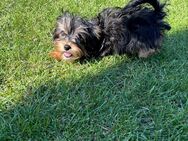 Yorkshire Terrier Welpe - Bleicherode