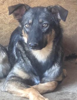 Trisha - die Neugierige 🐾 - Elsdorf (Nordrhein-Westfalen)