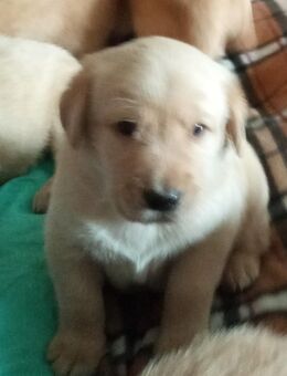 Schöne Labrador X Golden Retriever Welpen - Spornitz